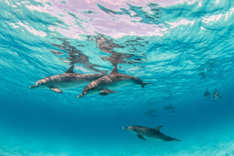 Cocoa Beach Dolphin Tour